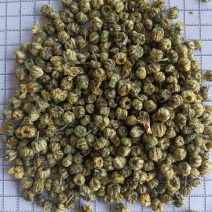 胎菊，新货无硫，过筛，金丝皇菊，实拍现货24小时内发货