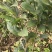 川佛手苗种植基地一手货源中药材种植源头基地