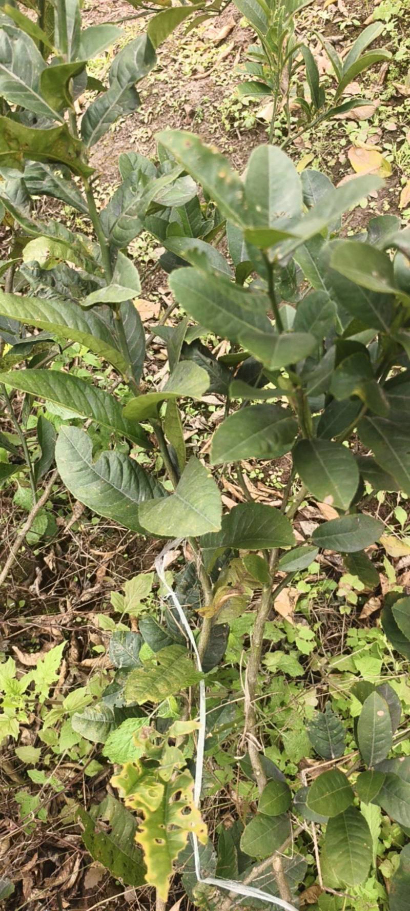 川佛手苗种植基地一手货源中药材种植源头基地