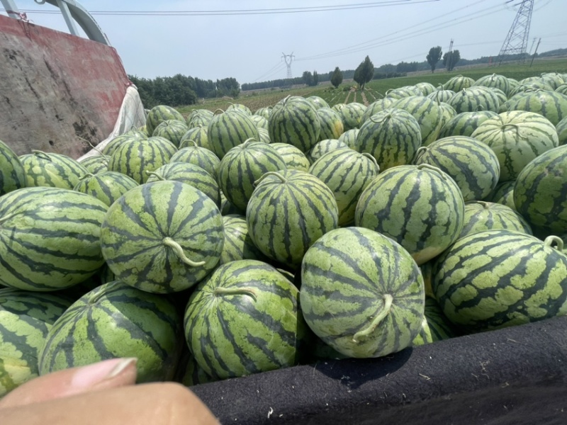 西瓜