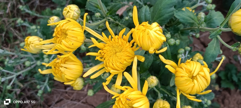 药菊花
