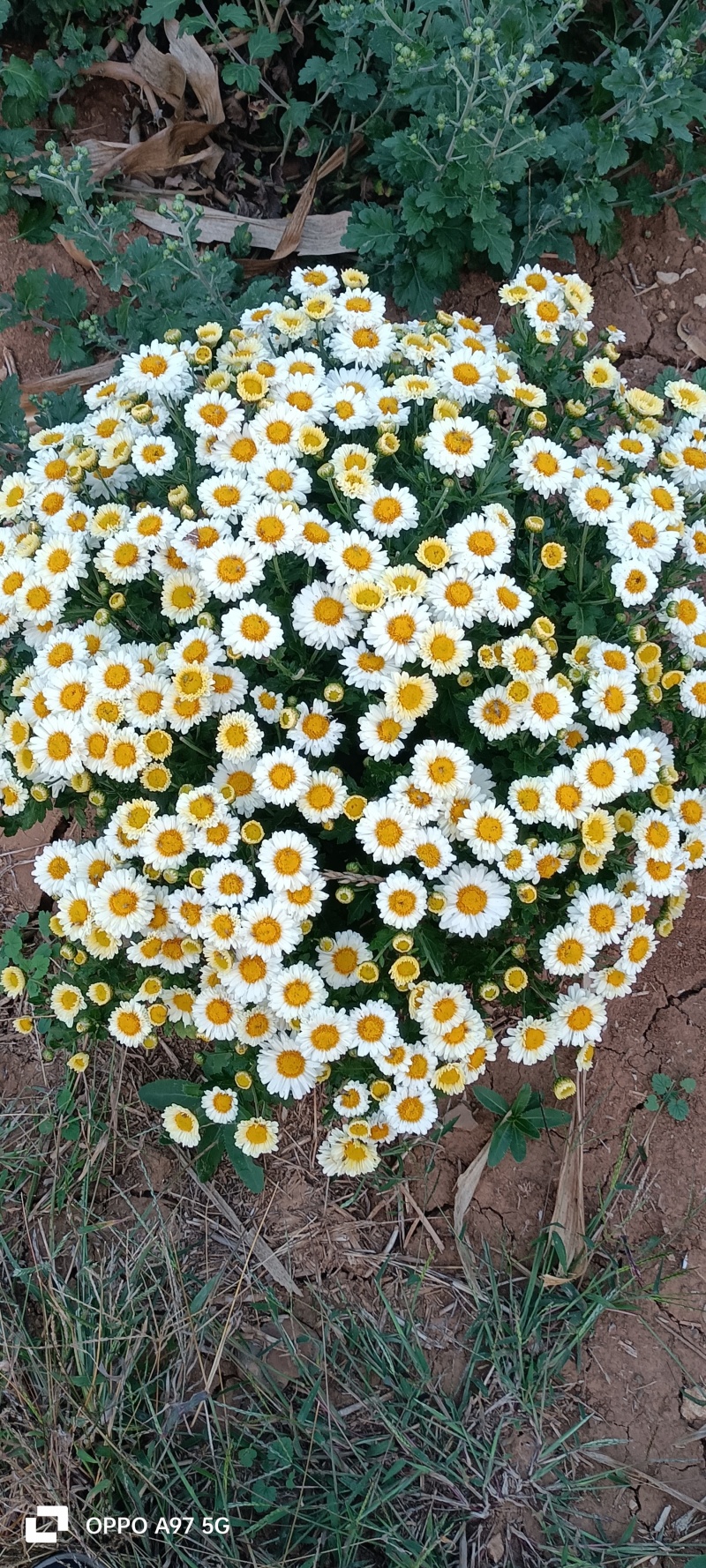 药菊花