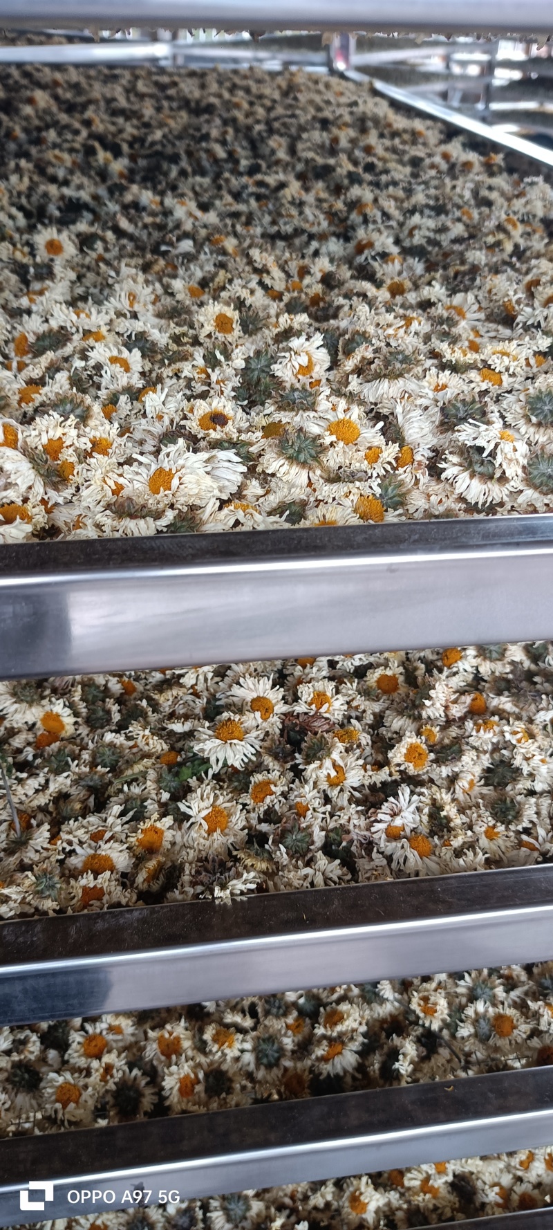 药菊花