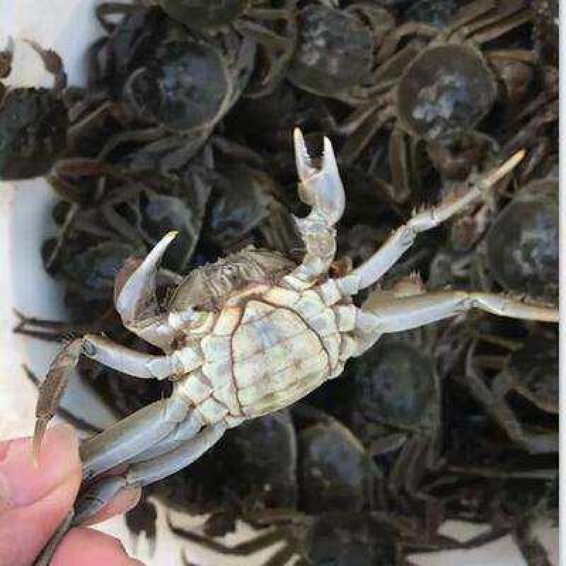 盘锦优质蟹苗，放生苗，可养殖，可做油炸小河蟹，保质保量