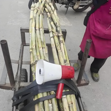优选浙江台州青皮甘蔗自己种植品质您放心致电有优惠