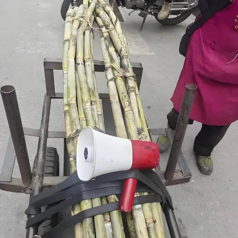 优选浙江台州青皮甘蔗自己种植品质您放心致电有优惠