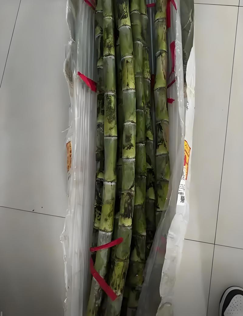 优选浙江台州青皮甘蔗自己种植品质您放心致电有优惠