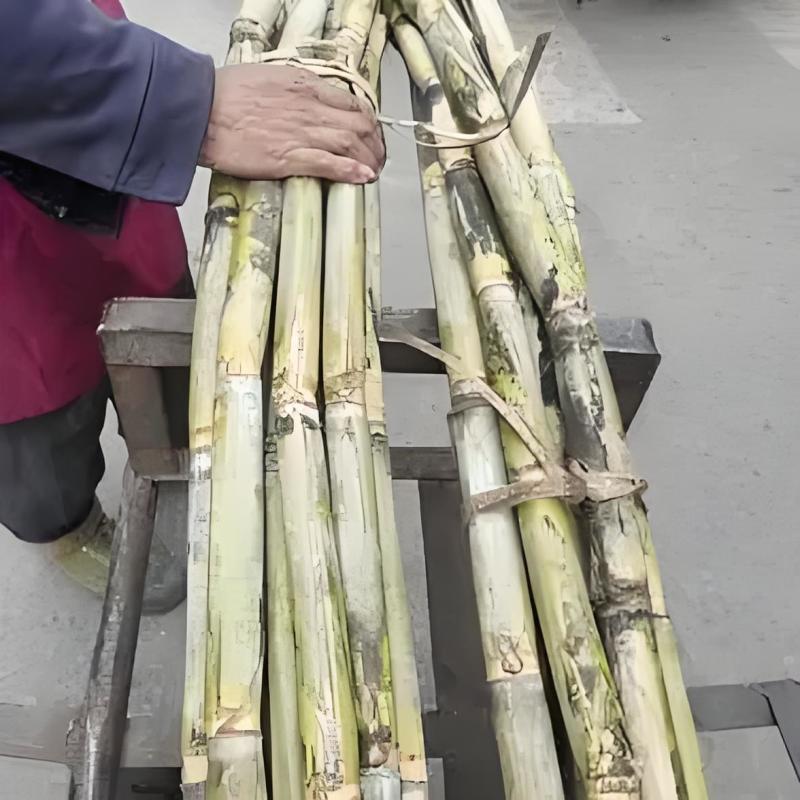优选浙江台州青皮甘蔗自己种植品质您放心致电有优惠