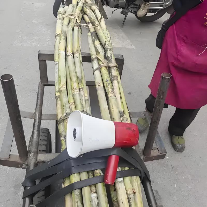 优选浙江台州青皮甘蔗自己种植品质您放心致电有优惠