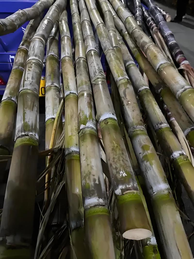 优选浙江台州青皮甘蔗自己种植品质您放心致电有优惠