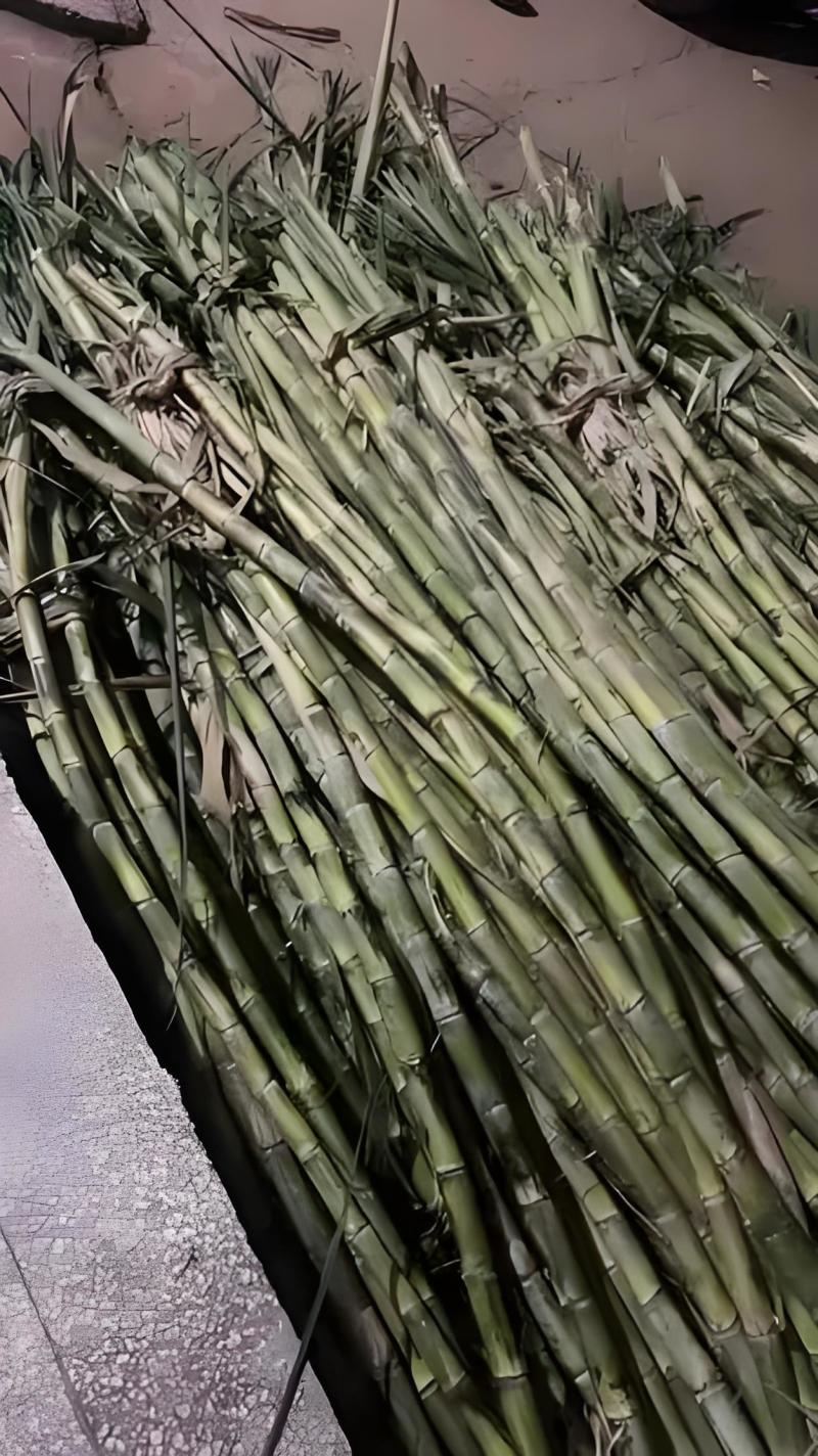 优选浙江台州青皮甘蔗自己种植品质您放心致电有优惠