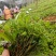 三叶青苗四川中药材种植基地一手货源现挖现发包技术