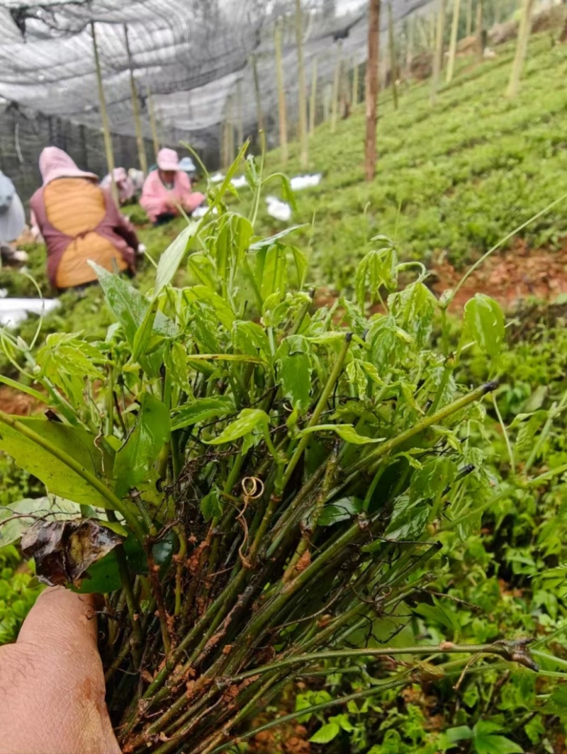 三叶青苗四川中药材种植基地一手货源现挖现发包技术