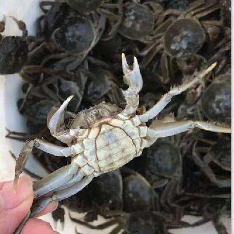 盘锦优质蟹苗，放生苗，可养殖，可做油炸小河蟹，保质保量