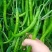 线椒二荆条线椒新鲜辣椒精品线椒山东费县线椒发全国