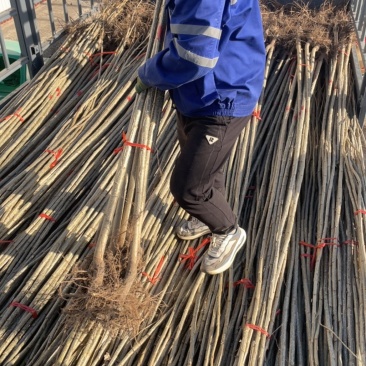 杨树苗107大量供应