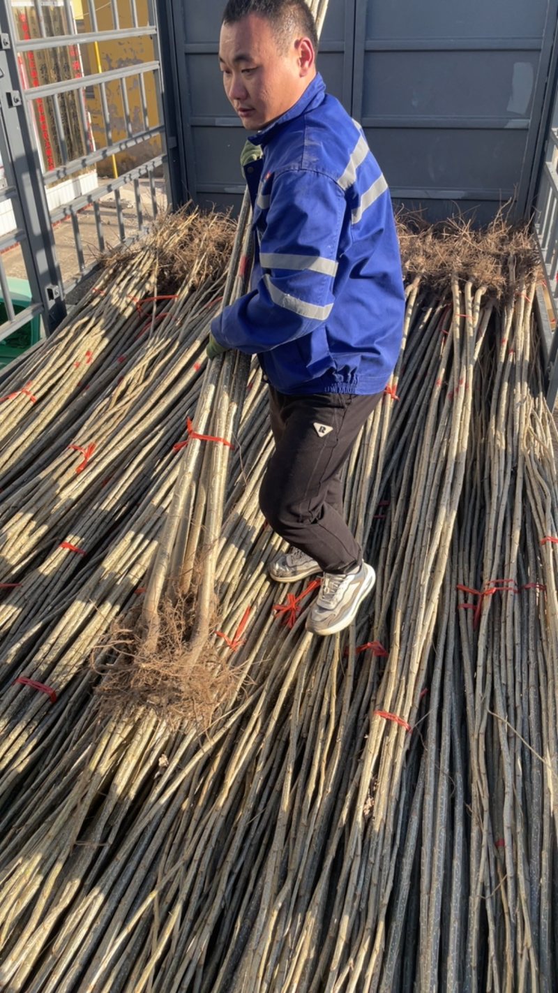 杨树苗107大量供应