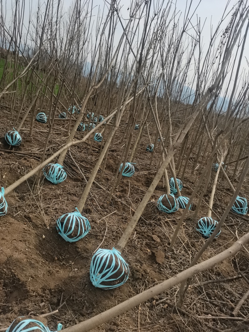 红油香椿苗，，需要的联系！4到8公分