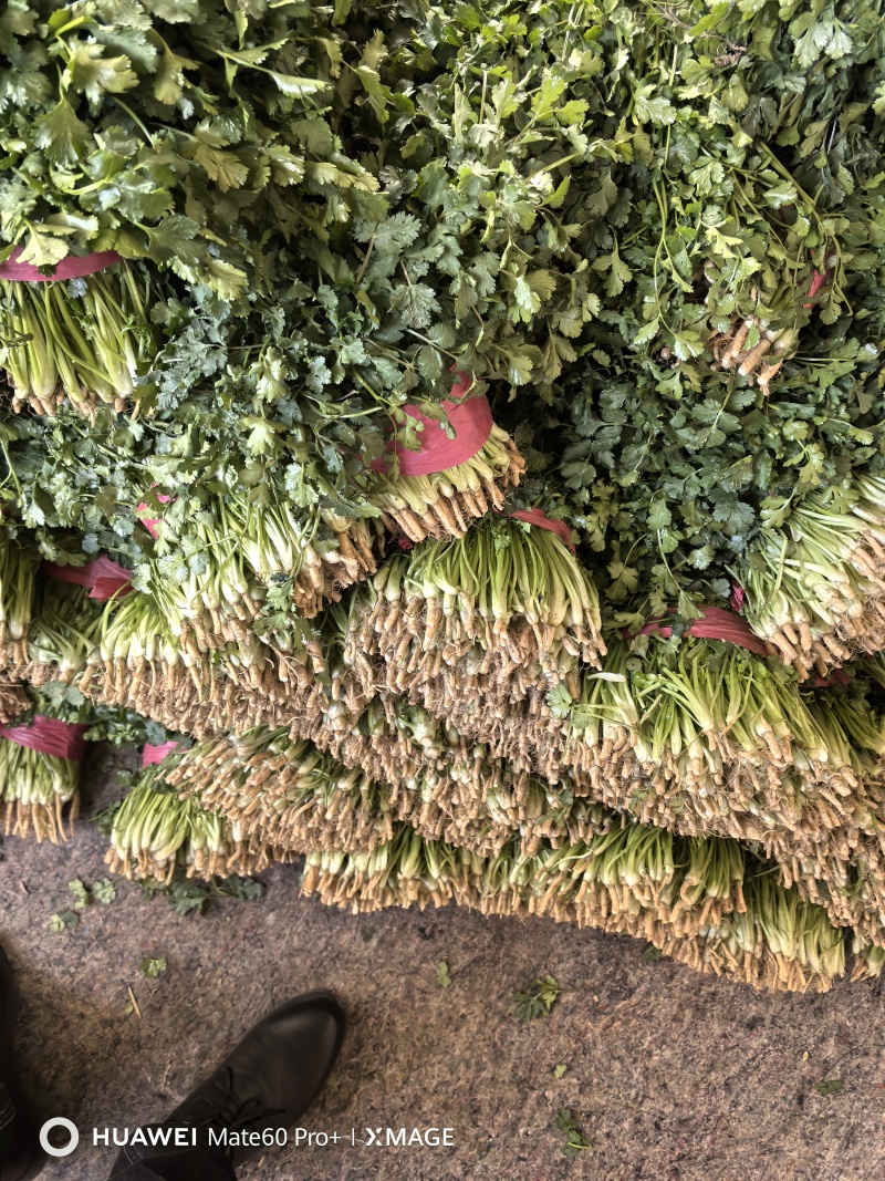 大叶香菜新鲜现采做工精细可发各地市场超市电商