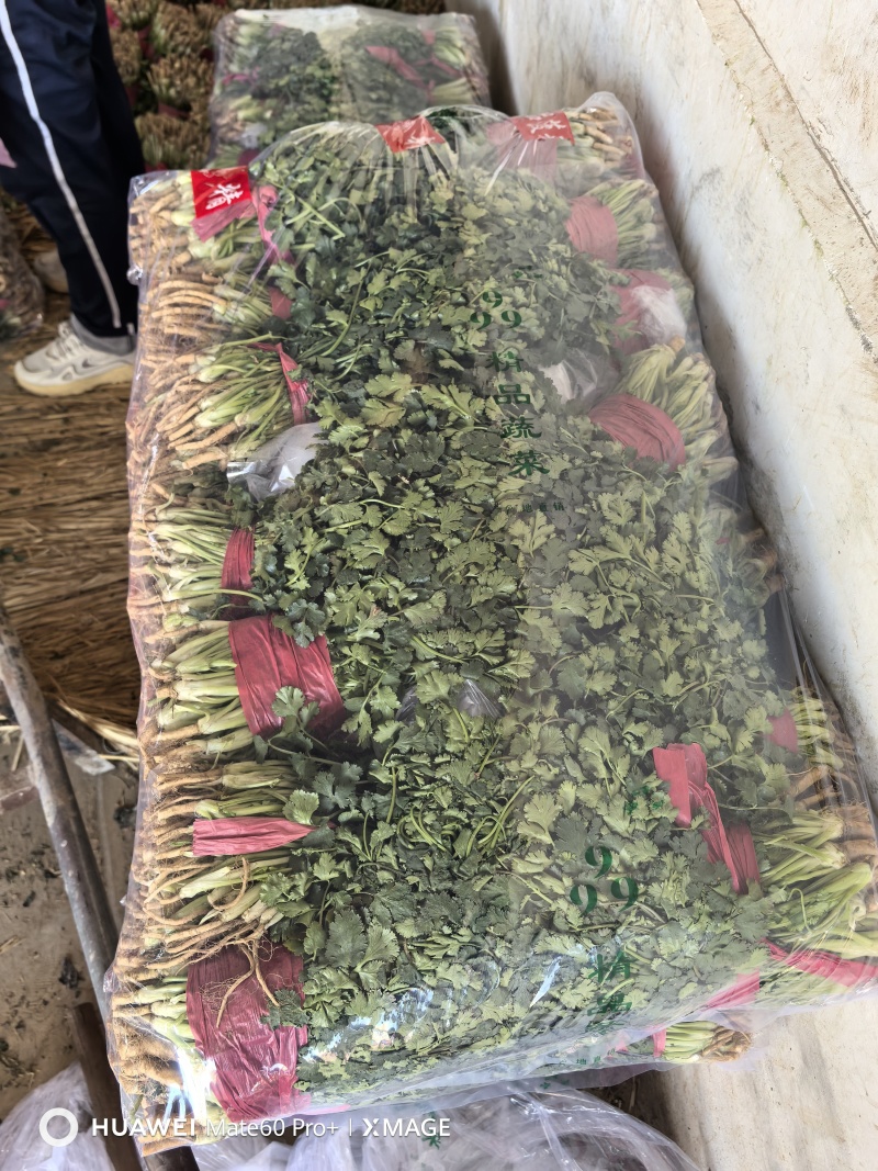 大叶香菜新鲜现采做工精细可发各地市场超市电商