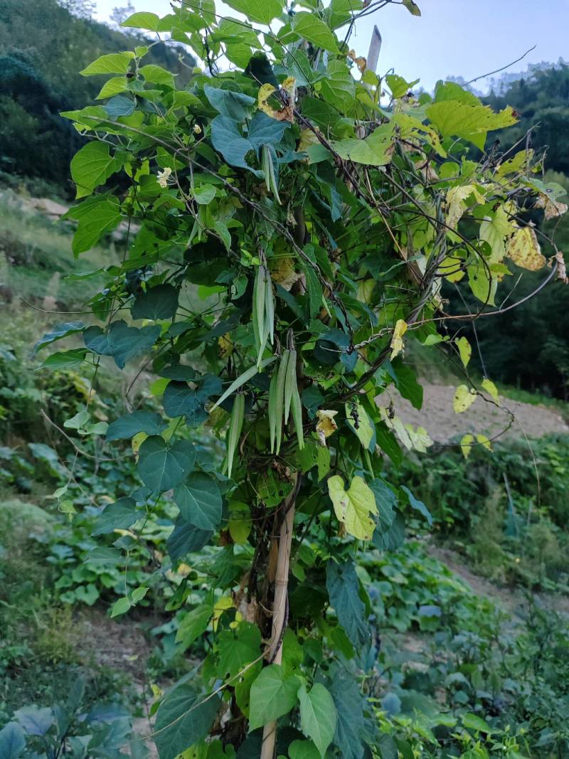 正宗大叶驯化隔山消苗基地直挖供正品保证高产量一手货源