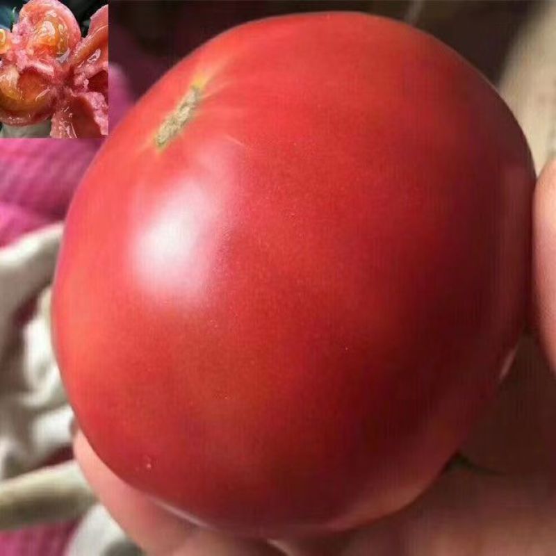 西红柿，精品硬粉西红柿，产地货源，品质保证，欢迎下单采购