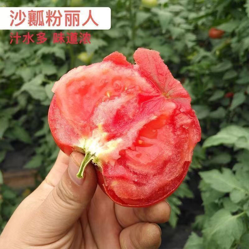 精品大红西红柿大量供应，产地直发量大，新鲜采摘。