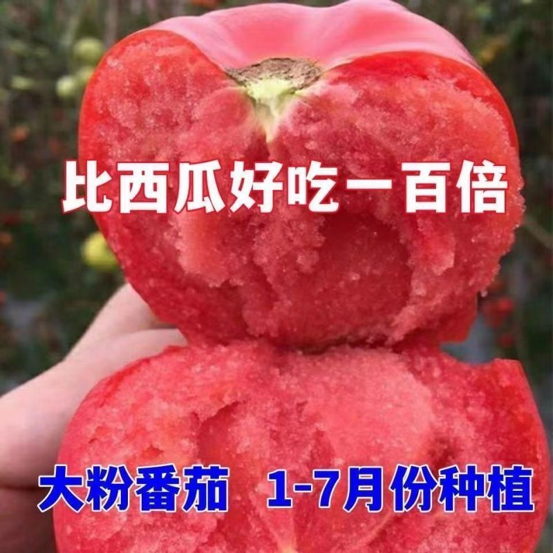 精品大红西红柿大量供应，产地直发量大，新鲜采摘。
