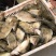 臭鳜鱼加工厂专用原料冻鳜鱼活鱼现冻