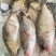 臭鳜鱼加工厂专用原料冻鳜鱼活鱼现冻