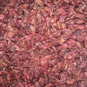 精品山茱萸常年供应货源充足价格美丽可视频看货真材实料