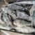 臭鳜鱼加工厂专用原料冻鳜鱼活鱼现冻