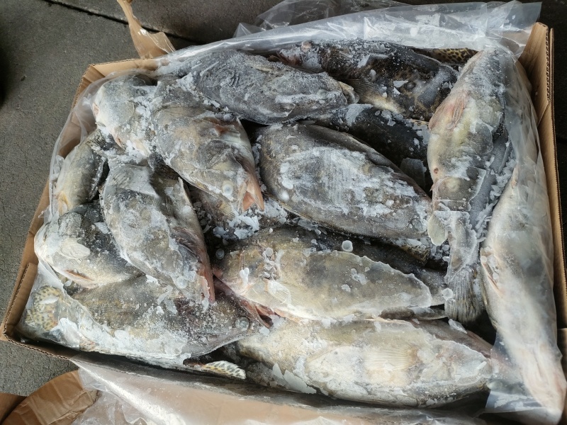 臭鳜鱼加工厂专用原料冻鳜鱼活鱼现冻