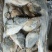 臭鳜鱼加工厂专用原料冻鳜鱼活鱼现冻
