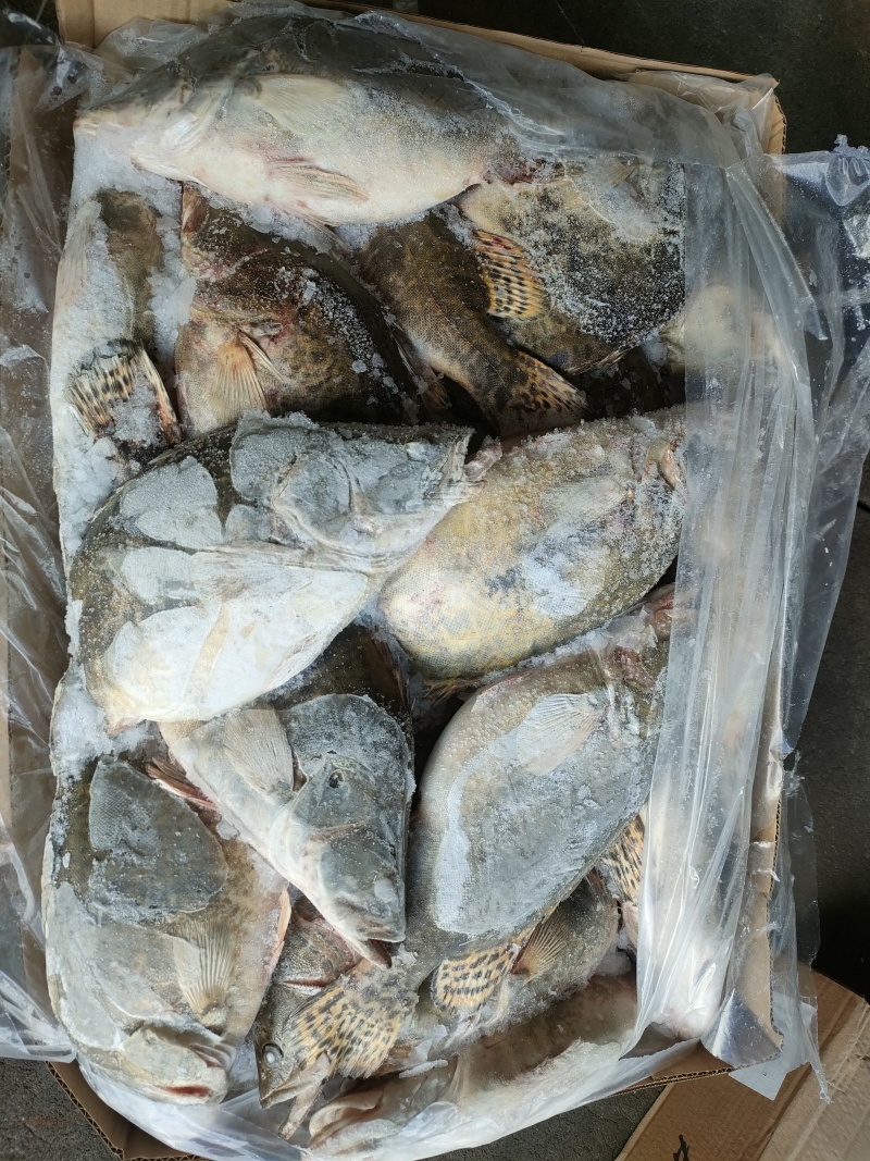 臭鳜鱼加工厂专用原料冻鳜鱼活鱼现冻