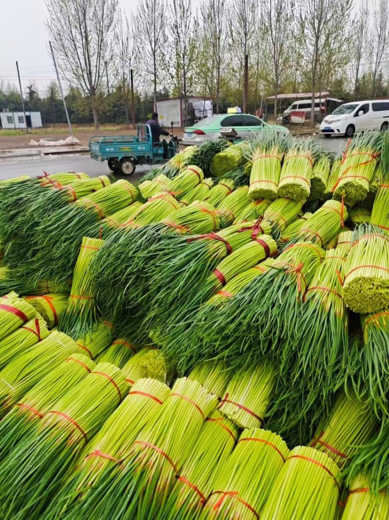 【精品】蒜薹红帽蒜薹产地直销量大质优价格优惠一手货源