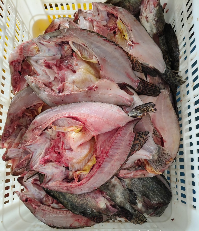 湖南风味臭鳜鱼鱼塘到加工厂规格齐全价格美丽