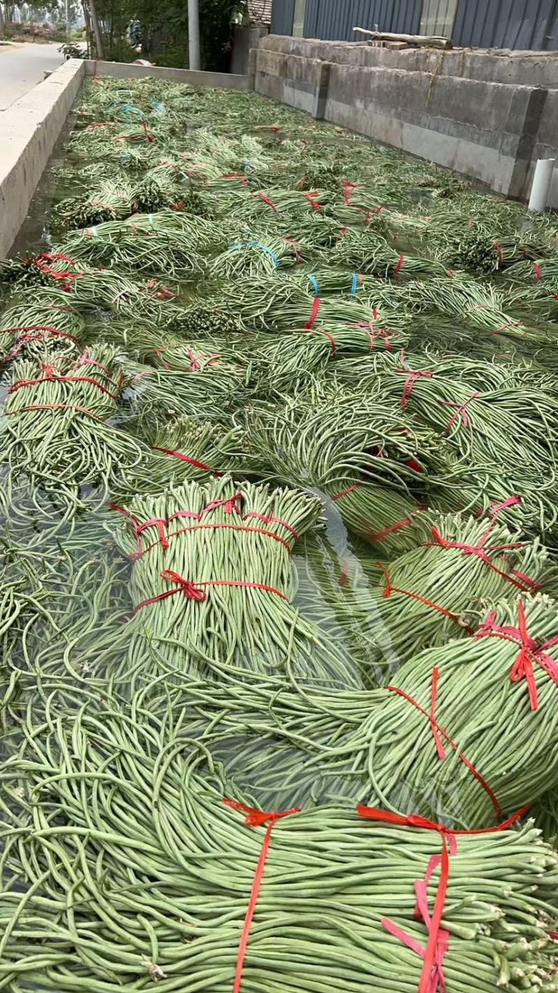 豆角长豆角青条豆角豇豆产地直供一手货源欢迎咨询