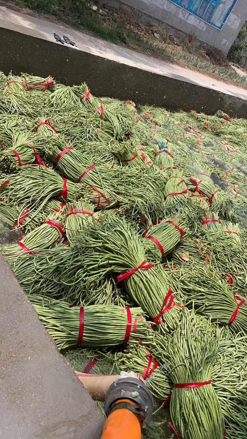 豆角长豆角青条豆角豇豆产地直供一手货源欢迎咨询