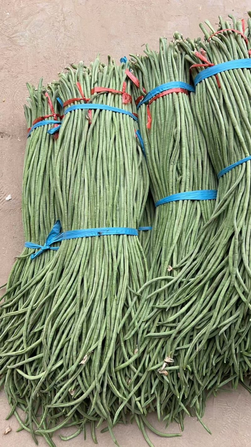 豆角长豆角青条豆角豇豆产地直供一手货源欢迎咨询