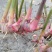 红芽南姜苗（沙姜头）
