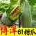 【实力商家】博洋61甜瓜，河南甜瓜，大量上市，保质保量