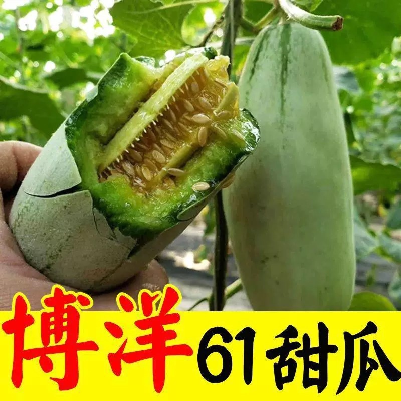 【实力商家】博洋61甜瓜，河南甜瓜，大量上市，保质保量