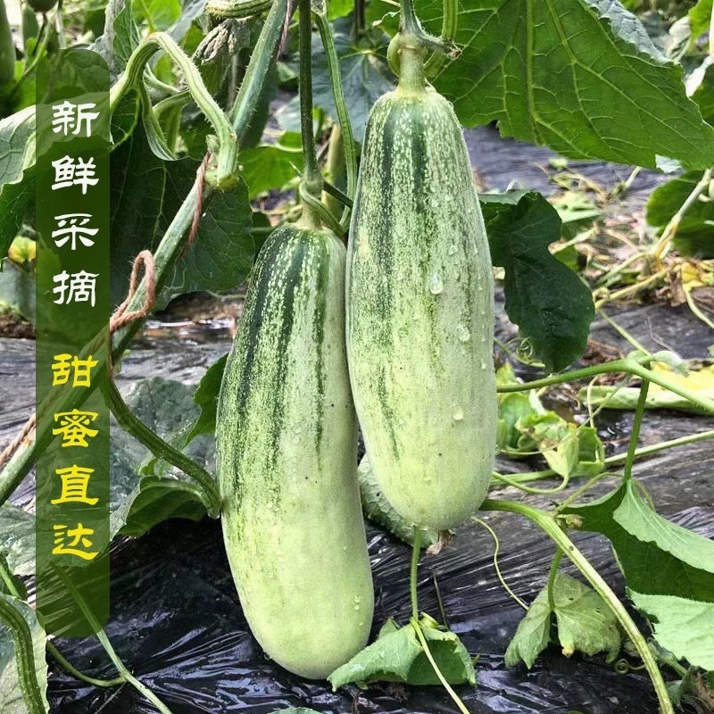 【实力商家】博洋61甜瓜，河南甜瓜，大量上市，保质保量