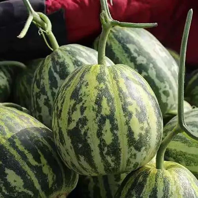 河南精品花蕾甜瓜，脆甜多汁，可对接市场商超
