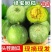 【精品】河南绿宝甜瓜,脆甜,大量上市现摘现发,可对接全国