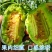 【热卖店】博洋9号甜瓜,脆甜可口,大量现货,电商市场可发