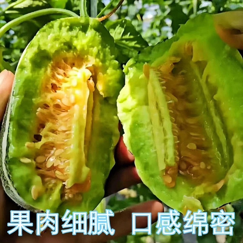 【热卖店】博洋9号甜瓜，脆甜可口，大量现货，电商市场可发