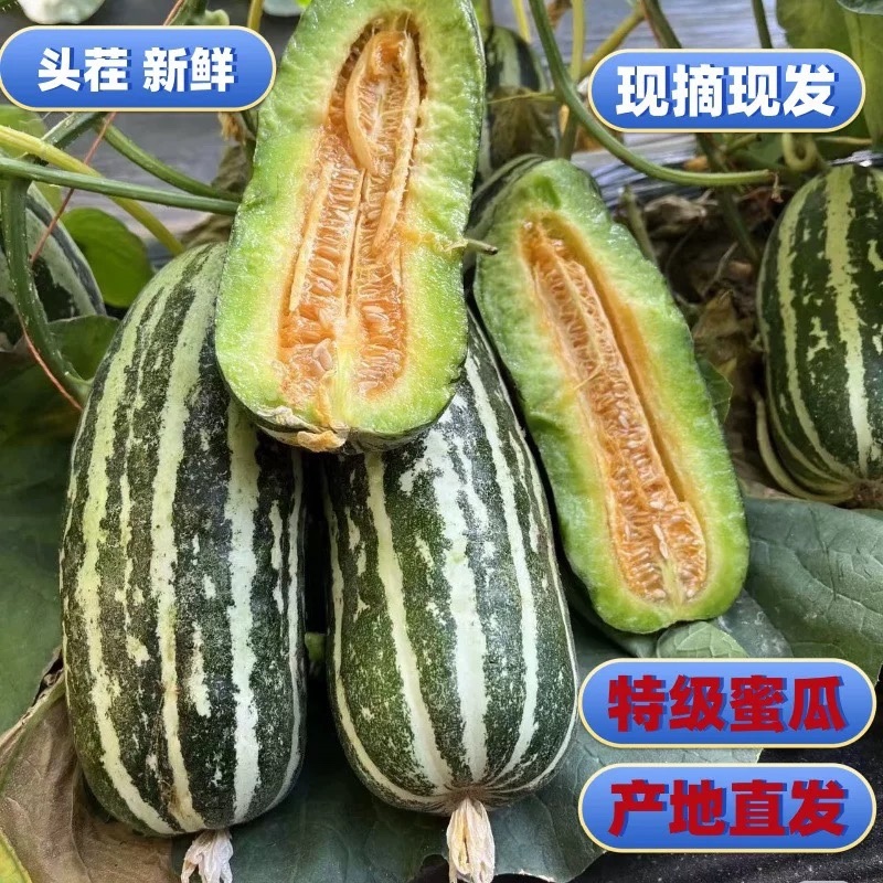 【热卖店】博洋9号甜瓜，脆甜可口，大量现货，电商市场可发