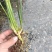 欢迎联系高品质正品石菖蒲原产地直供